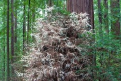 Cây ma bí ẩn không cần quang hợp trong rừng Mỹ