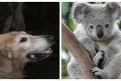 Chú chó sủa loạn lên khi phát hiện con vật lạ, 5s sau nó bỏ chạy vì quá sợ