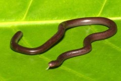 Điều ít biết về rắn giun tí hon của Việt Nam