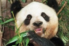 Gấu trúc già nhất thế giới qua đời ở tuổi 38