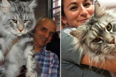 Giống mèo khổng lồ nhất hành tinh, sống cực thọ, thích tắm và có bờm như sư tử