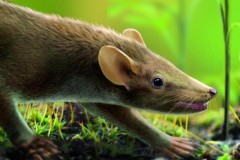 Hóa thạch 125 triệu năm còn nguyên da, lông của chuột tiền sử