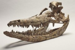 Hóa thạch "rồng biển" thống trị đại dương kỷ Jura