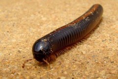 Khám phá về con cuốn chiếu đầy rẫy trong vườn nhà bạn