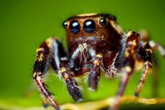 Loài nhện có thể “nghe” thấy tiếng con người