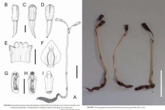 Loài thực vật không quang hợp, không nở hoa