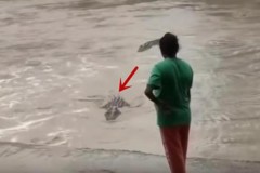 Người phụ nữ dẫn chó đi dạo ở bờ sông gặp cá sấu xông tới, bà hành động quá bất ngờ