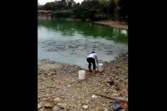 Người phụ nữ ra bờ sông cho cá ăn, chỉ sau 1 giây hình ảnh kinh hoàng xuất hiện