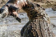 Nhân lúc hà mã mẹ đi vắng cá sấu làm thịt hà mã con, cảnh tượng 5 phút sau gây xúc động lòng người..