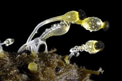 Những bức ảnh chụp dưới kính hiển vi đẹp nhất thế giới