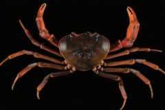 Phát hiện 2 loài cua nước ngọt mới ở miền bắc