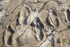 Phát hiện 400 dấu chân người cổ đại gần một núi lửa thiêng ở Châu Phi