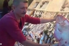 Phát hiện con cá có hình mặt người ngộ nghĩnh gây sốt cộng đồng mạng