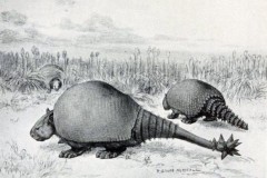 Phát hiện hóa thạch 3,5 triệu năm của tê tê tại Argentina