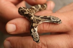 Rắn hai đầu bò vào sân nhà dân ở Mỹ