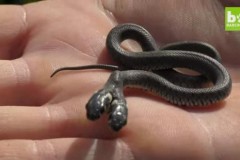 Rắn hai đầu tắm nắng trong vườn nhà dân ở Croatia