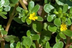 Rau sam: Loại rau quý nhiều công dụng người Việt vẫn còn bỏ phí