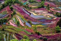 Ruộng bậc thang đầy màu sắc lạ ở Vân Nam