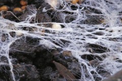 Sinh vật khổng lồ nhất thế giới, lớn gấp 1.600 sân bóng đá, nặng gấp 3 lần cá voi xanh