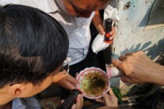 Tại sao các ca bệnh Zika chỉ xuất hiện ở phía Nam?