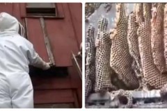 Thấy nhà mình có âm thanh lạ, khi dỡ tấm tôn ra, 2 vợ chồng hoảng sợ