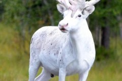 Tuần lộc trắng cực hiếm bất ngờ xuất hiện ở Thụy Điển