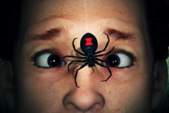 Video: Sẽ ra sao nếu bị loài nhện tàn độc nhất thế giới cắn?