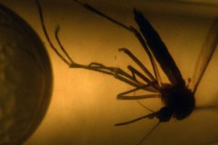 Y học đứng trước cơ hội lớn để kiểm soát zika