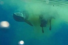 Video: Cá mập hổ dài 5m xé xác bò giữa biển