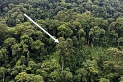 Cây nhiệt đới cao nhất thế giới ở Malaysia