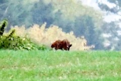 Phát hiện quái thú giống linh miêu rình rập cạnh sân chơi trẻ em