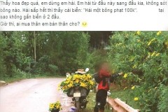 'Phượt thủ' Bắc Ninh vặt hoa dã quỳ gây xôn xao cộng đồng mạng