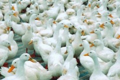 Bùng phát dịch cúm gia cầm H5N8 tại một số nước châu Âu