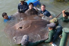 Cá đuối to bằng xe ôtô chết hàng loạt trên sông Thái Lan