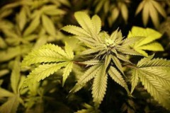 Con trai hút cần sa "bị lùn hơn 10cm"