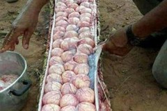 Hàng chục quả trứng xếp kín trong bụng trăn lớn