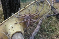 Khóc thét vì quái vật nhện khổng lồ to bằng con ghẹ