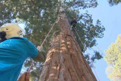 Nhân bản thành công cây đại thụ bằng tòa nhà 20 tầng, giúp bảo vệ môi trường