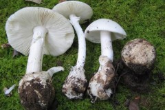 Nhận diện những loài nấm độc chết người ở Việt Nam