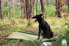 Những động vật có khả năng phát hiện bom mìn siêu phàm