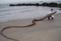 Phát hiện xác "quái vật biển" ở Nhật Bản