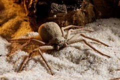 "Quái vật 6 mắt" và nọc độc khiến con người vỡ tung mạch máu