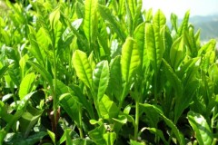 Sự khác biệt giữa trà đen và trà xanh