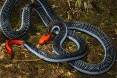 Tác dụng không ngờ của nọc độc loài rắn siêu sát thủ