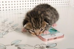 Top 3 smartphone có giá giảm làm nao lòng người Việt 11/2016