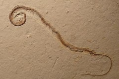 Tranh cãi quanh hóa thạch rắn 4 chân