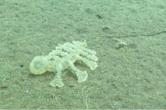 Video: Sinh vật kinh dị dưới đáy biển Bali