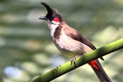 Vừa gọi điện vừa nghe chim hót, thử ngay nào bạn!