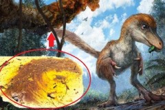 Đuôi khủng long 99 triệu năm tuổi lần đầu tiên được tìm thấy trong chợ bán hổ phách