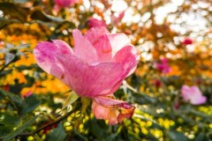 Bộ ảnh chụp ấn tượng từ camera của Infinix Zero 4